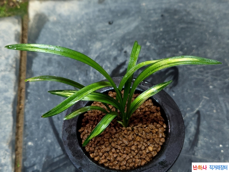 종자목 환엽산반중투