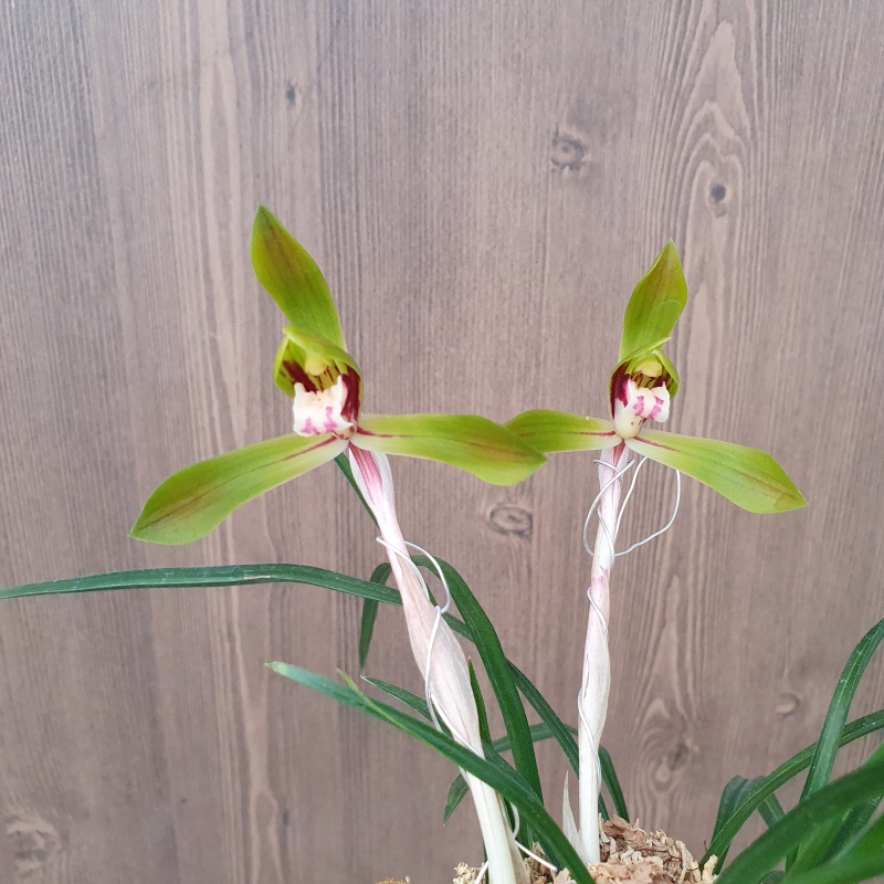 산반,,복색화,,꽃2