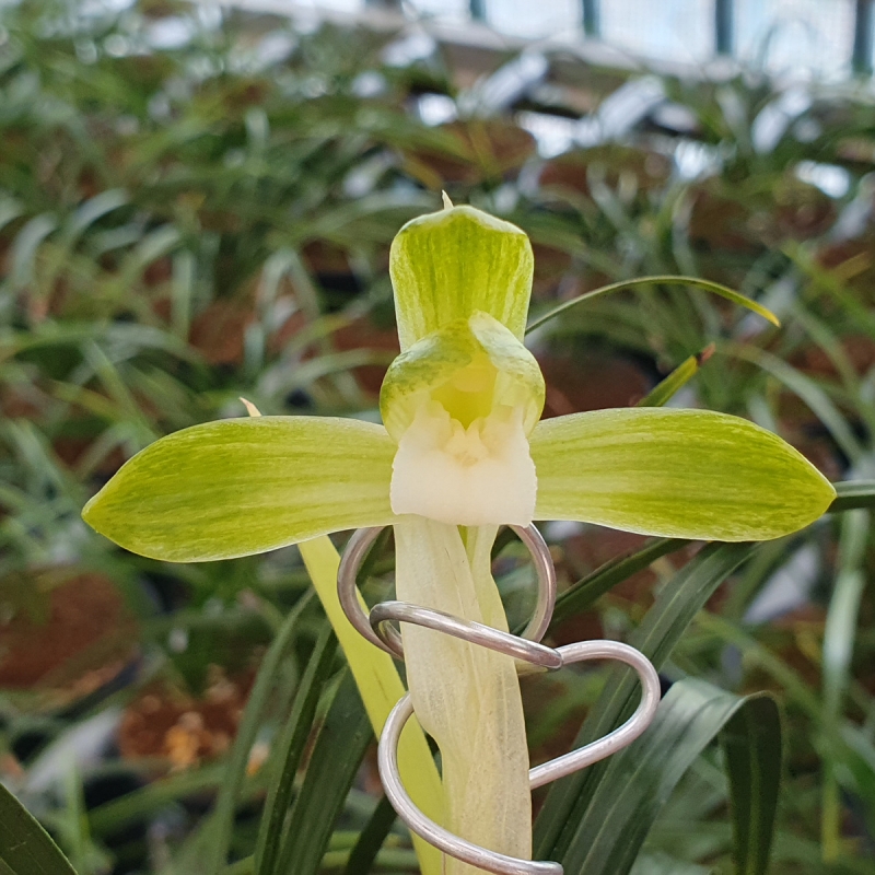 무명,,특A,,산반소심