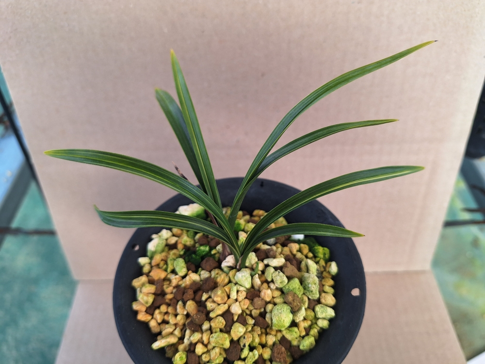 엽성좋운 호 입니다