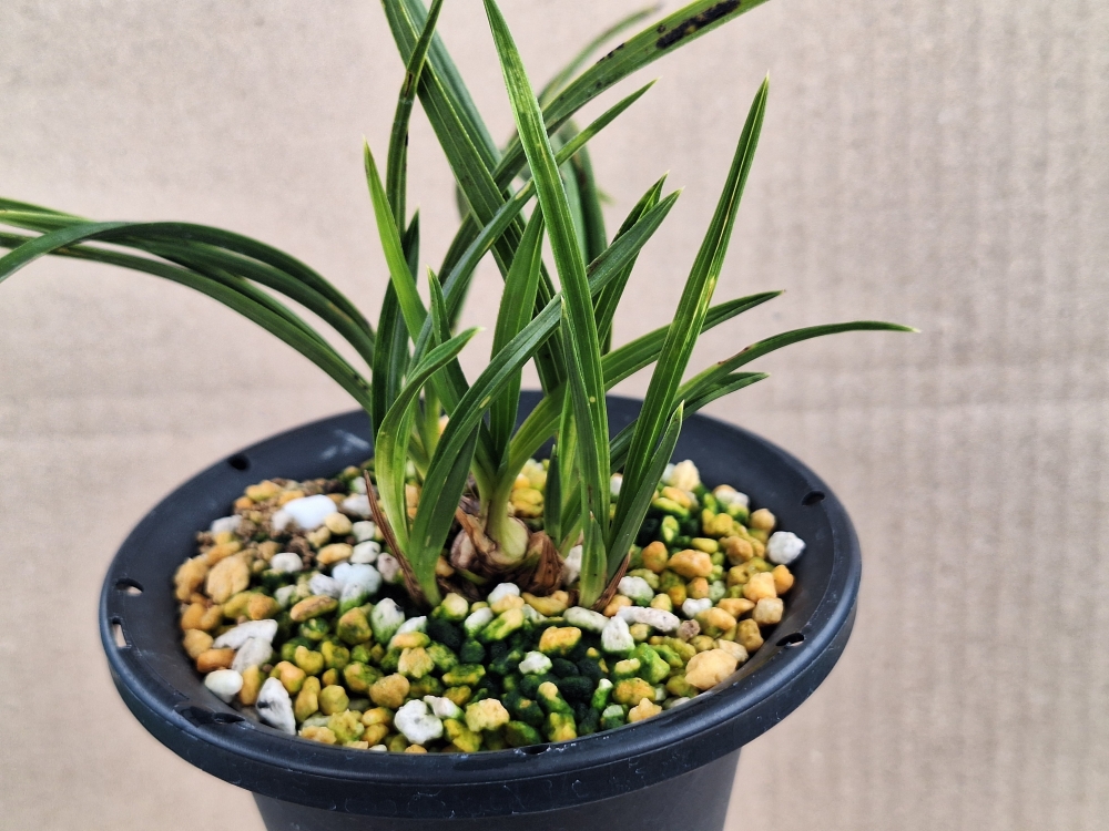 반물? 입변 입니다