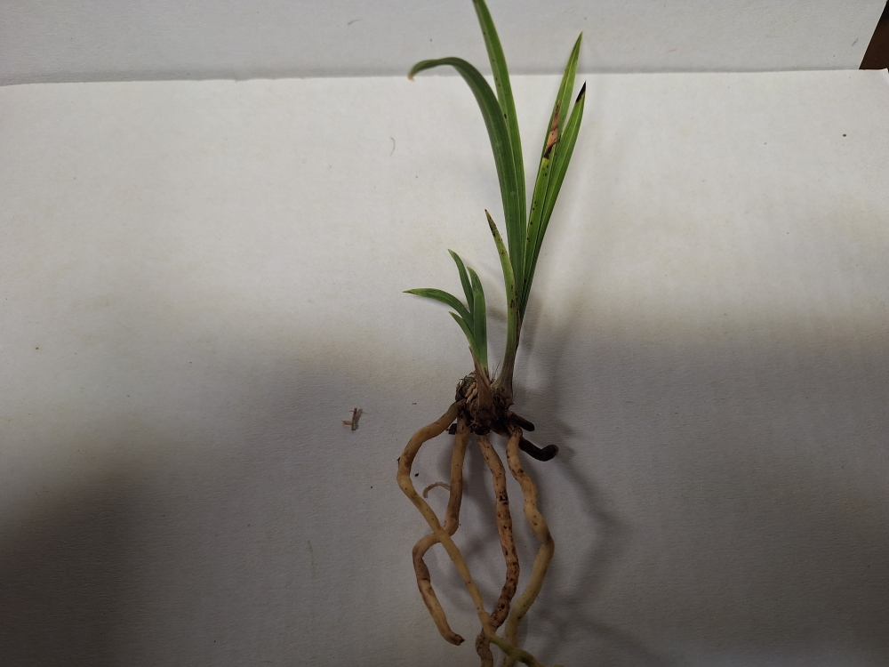 변 서반 입니다