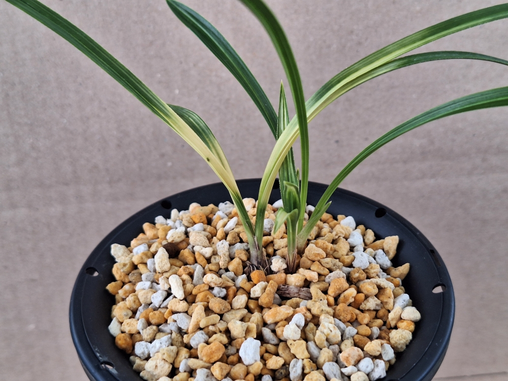 미개화 서반중투 입니?