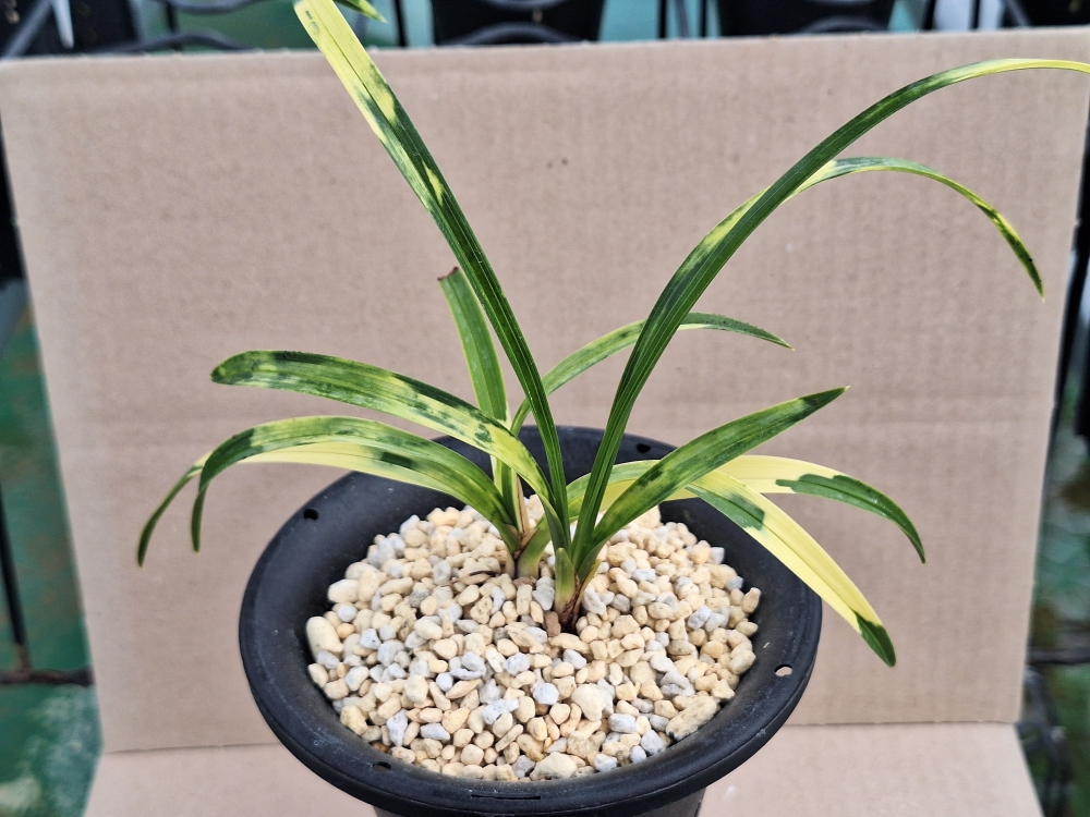 화려한 호피 입니다