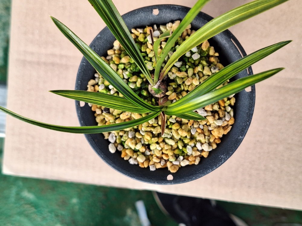 명품자질이 보이는 감?