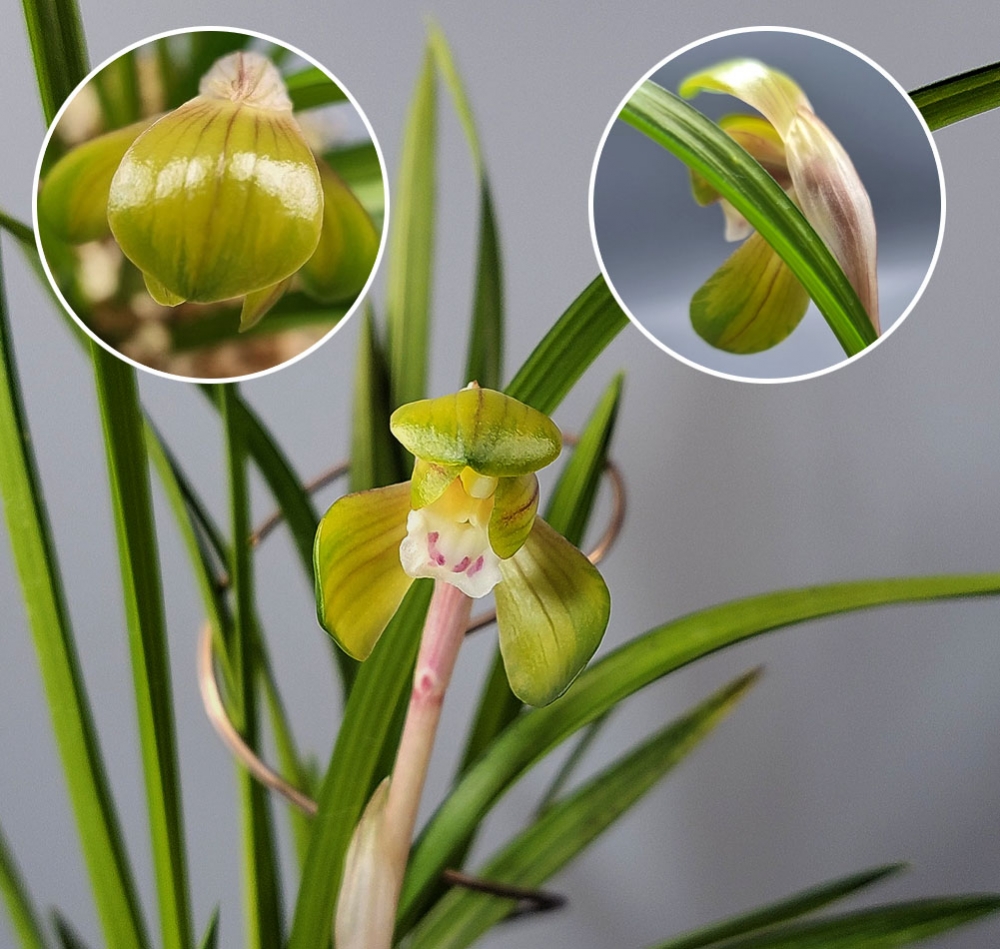 신품종 종자목 중투두?