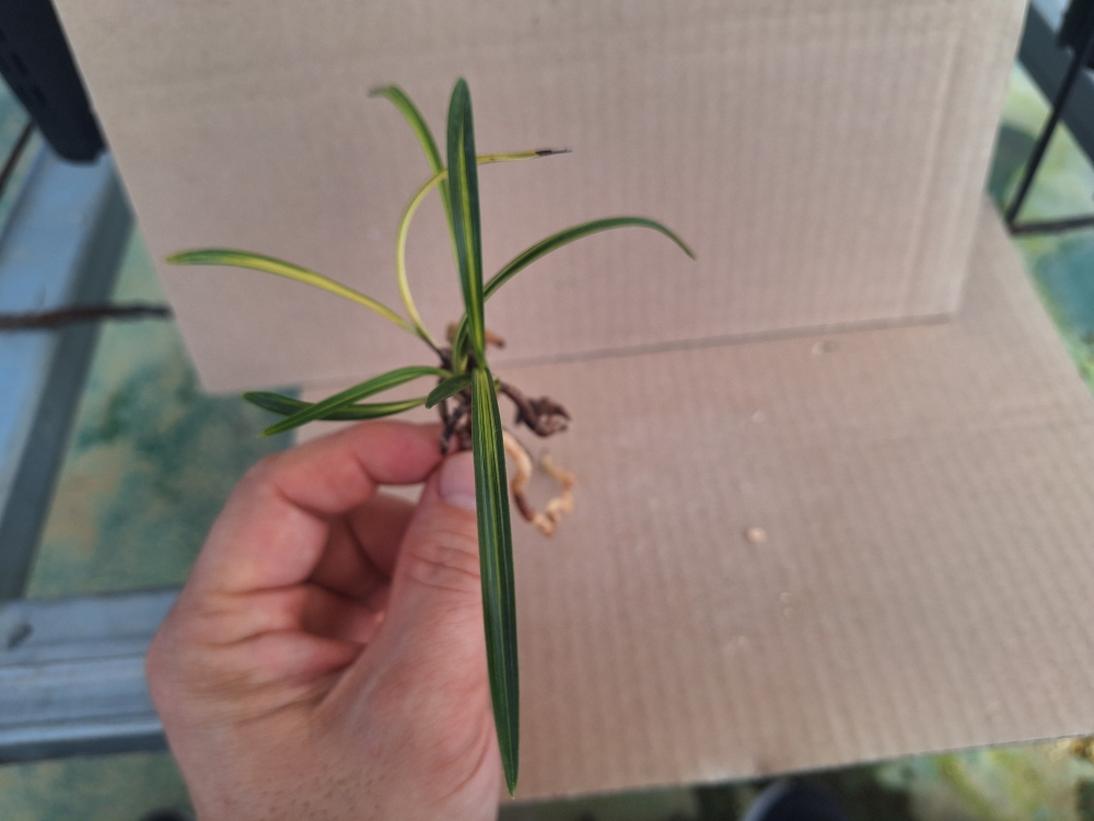 무명 중투호 입니다