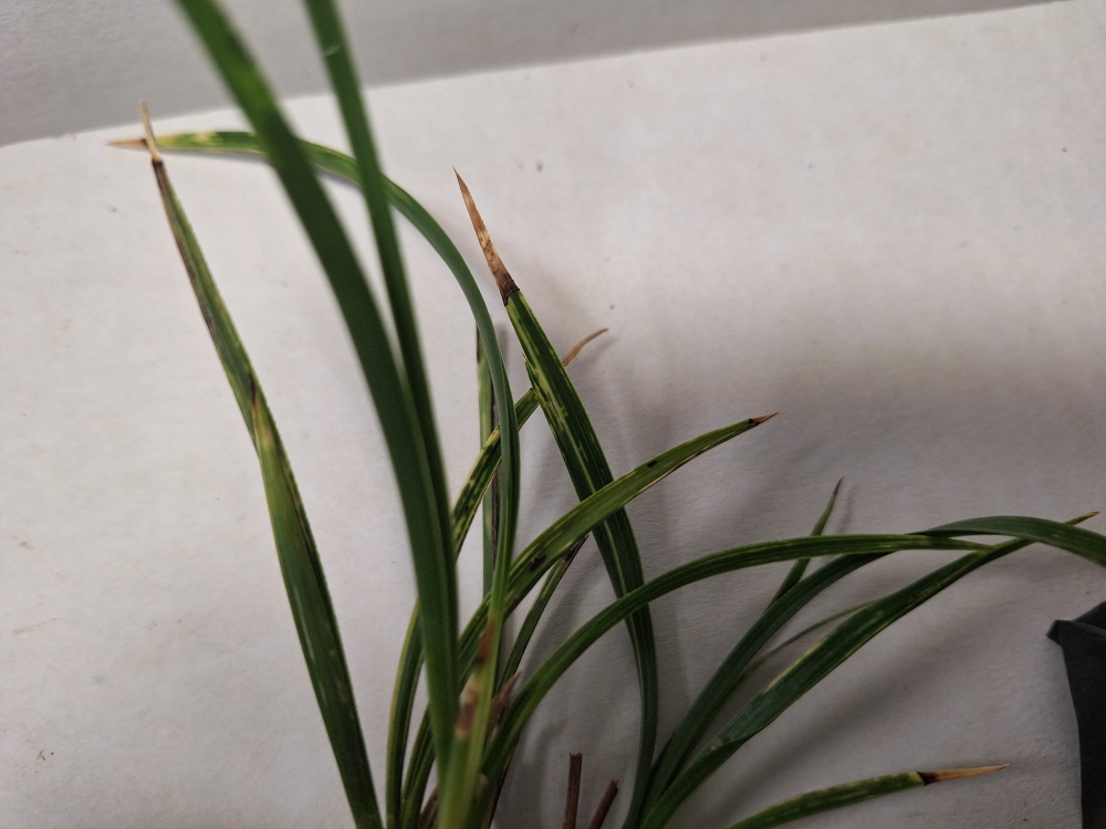 산반소심? 서반