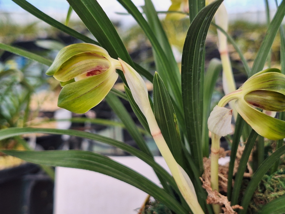 꽃 중투화 입니다