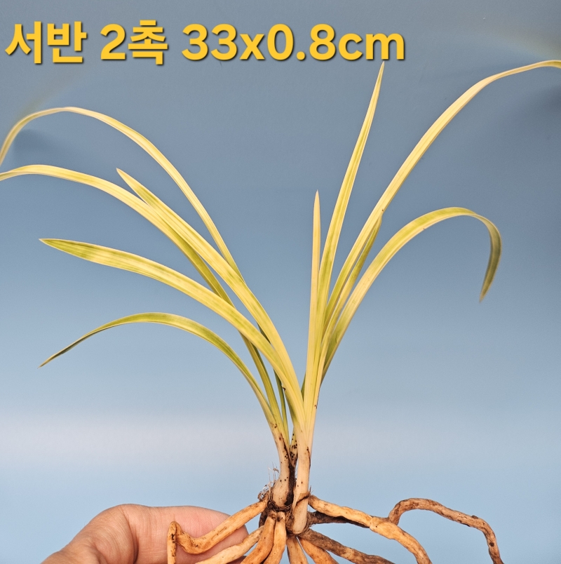 서반