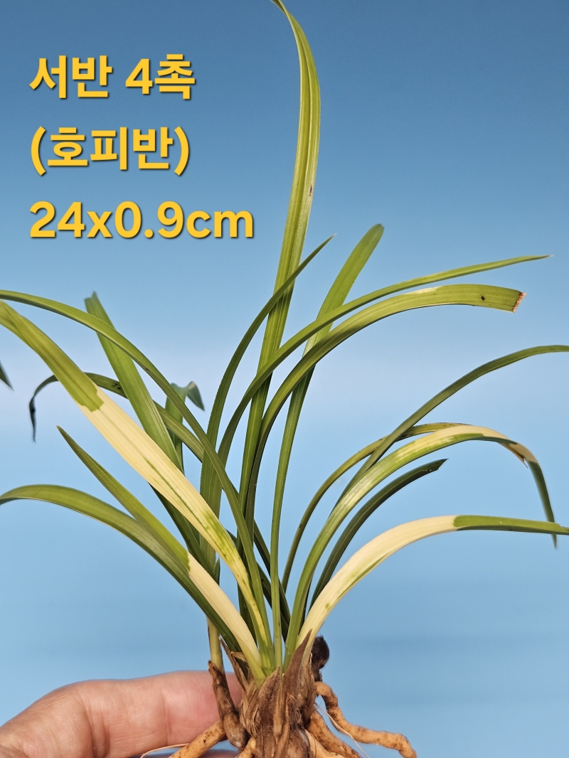호피반