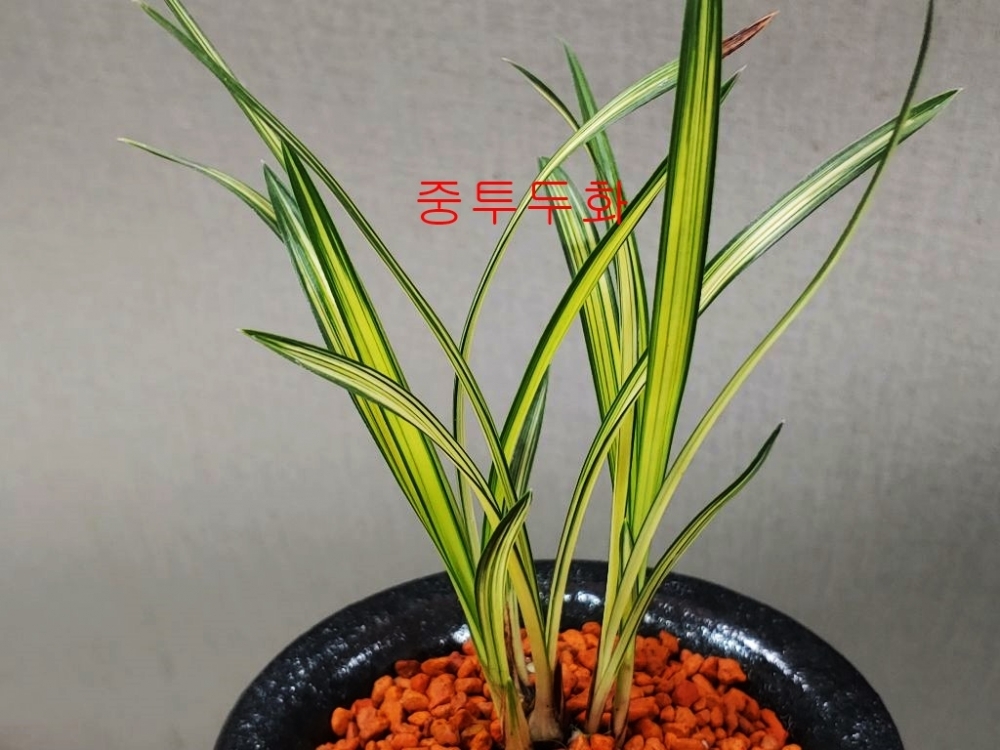 특 중투 두화