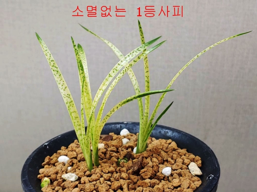 [주말특가]