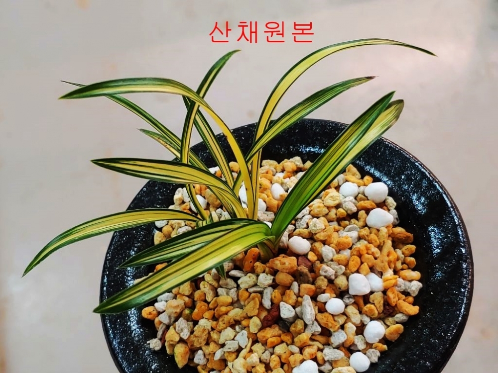 산채원본