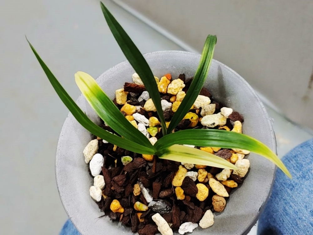 환엽서반