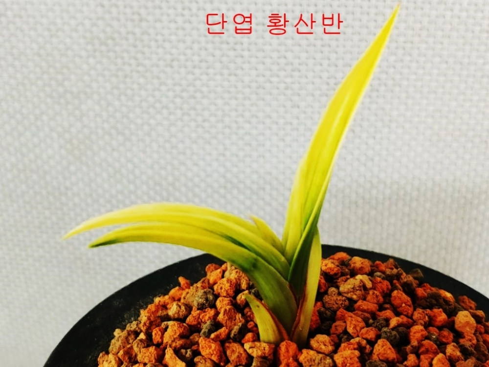 [특별한 종자]