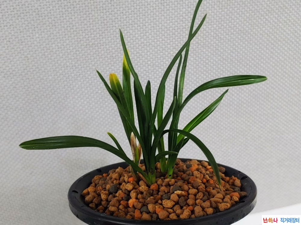 반물 입변