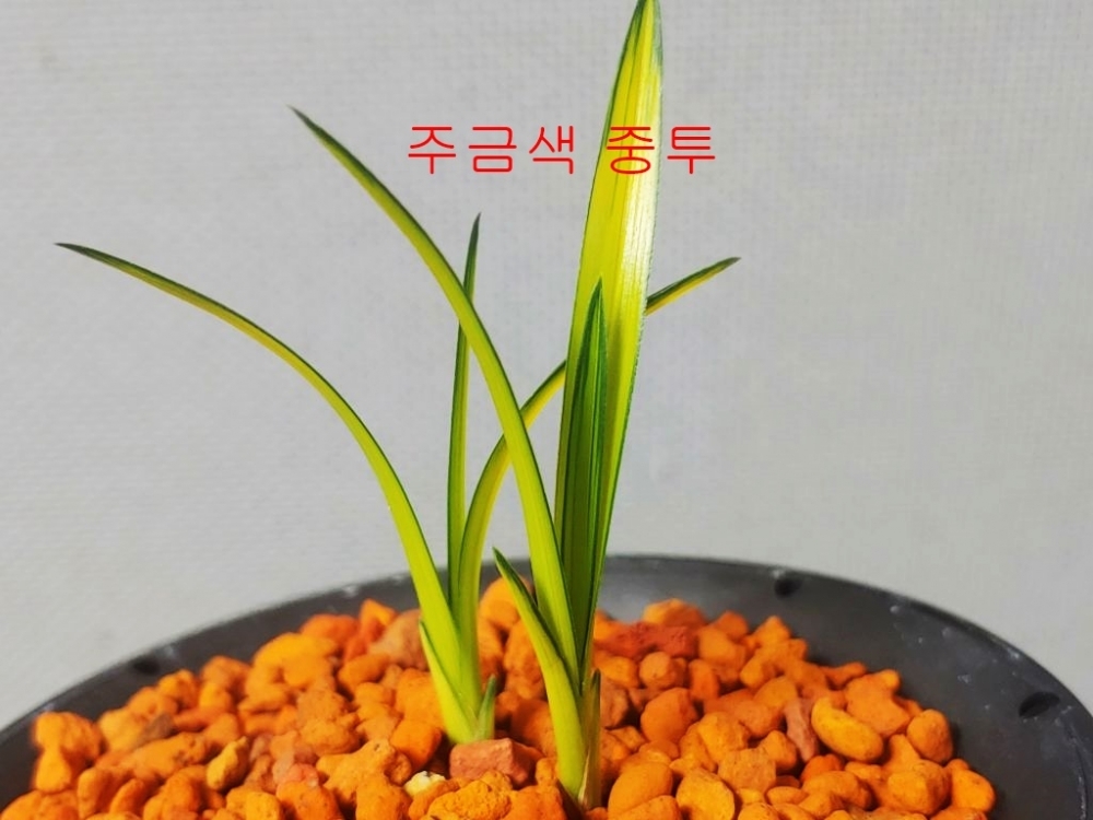 주금색중투