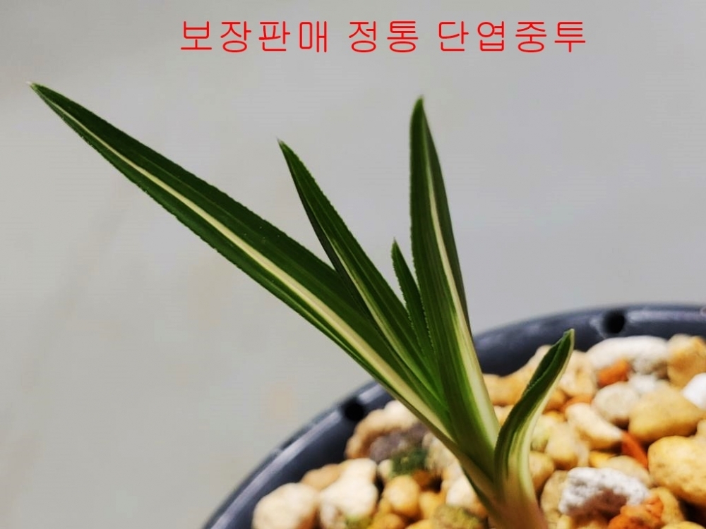 [관심상품]