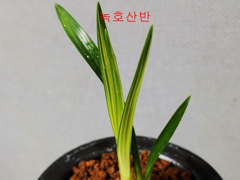 [주말이벤트]