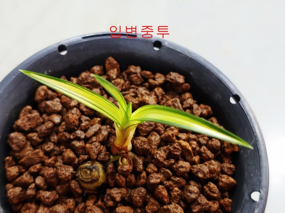 [주말 이벤트]