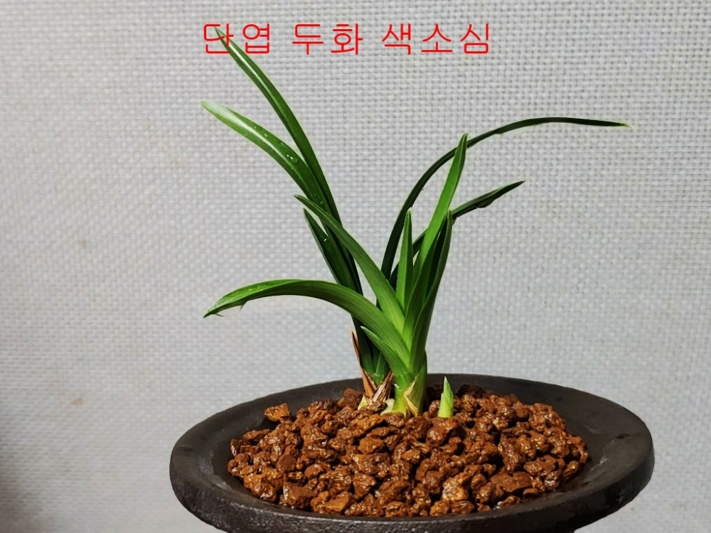 보장판매