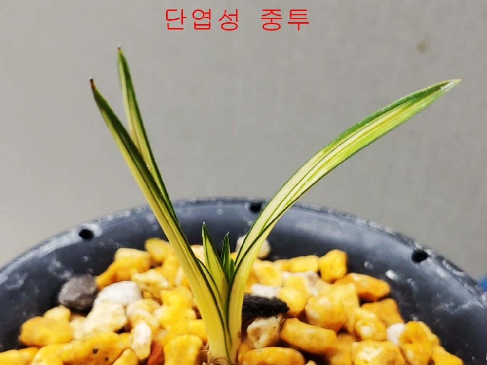 강추 중투