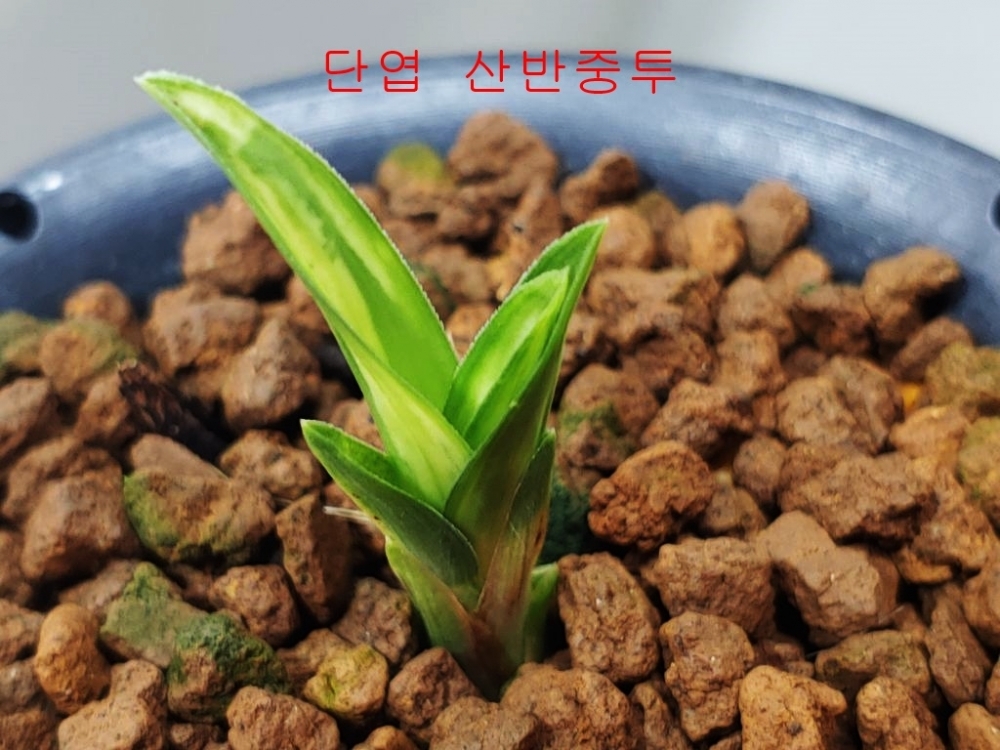 단엽  산반중투