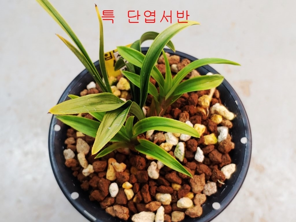 단엽서반
