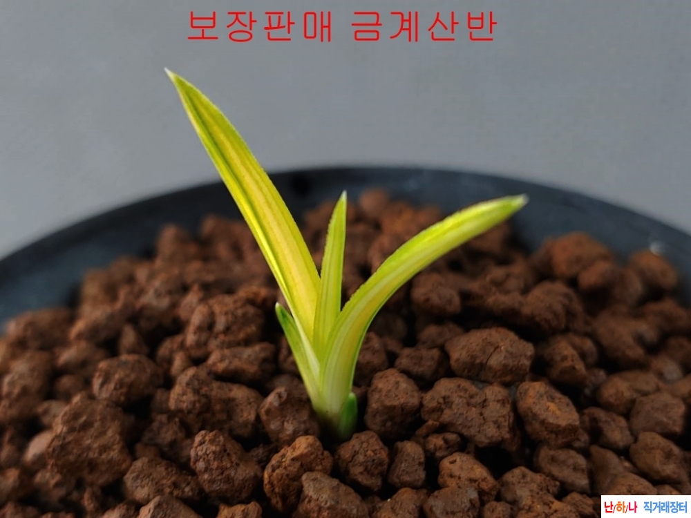 좋은종자