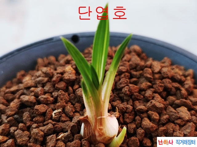 단엽호
