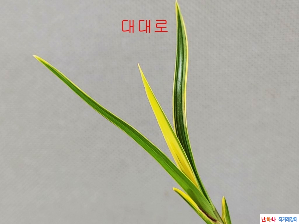 특가 금계 대대로