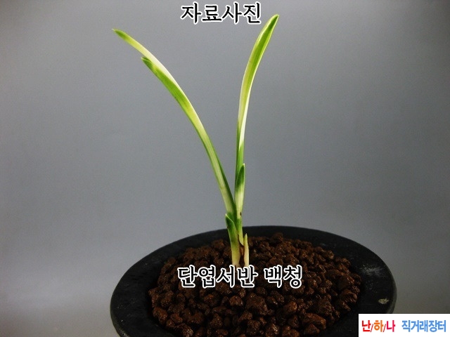 단엽서반  예명 백청