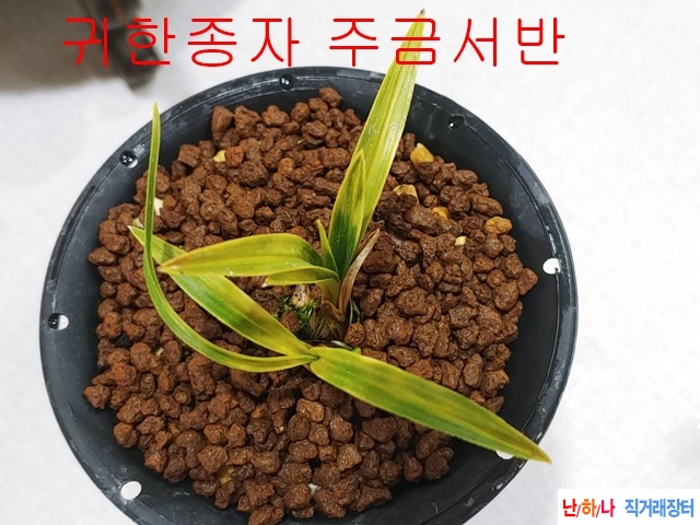 귀한종자