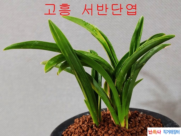 고흥  서반단엽  4촉