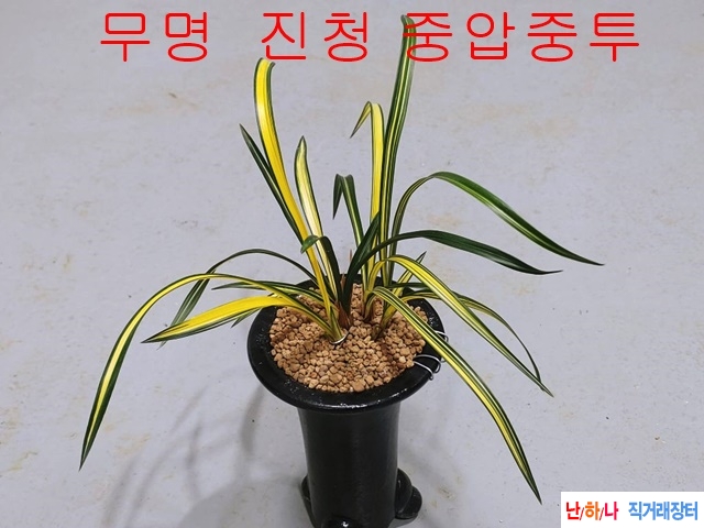 기대품  중투