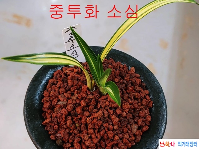 강추  중투화 소심