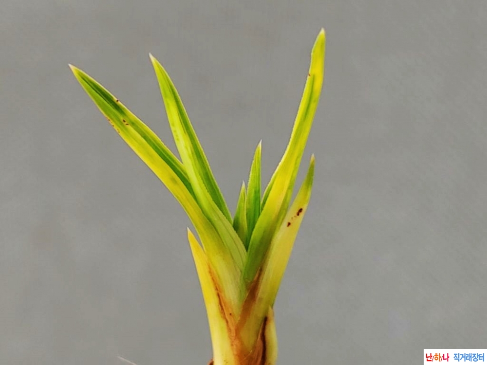 찬스 [연말특가]