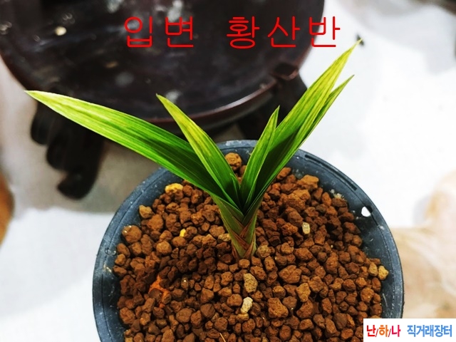 입변  황산반