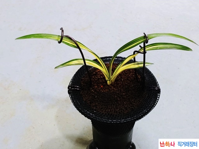 무명 s급 중투
