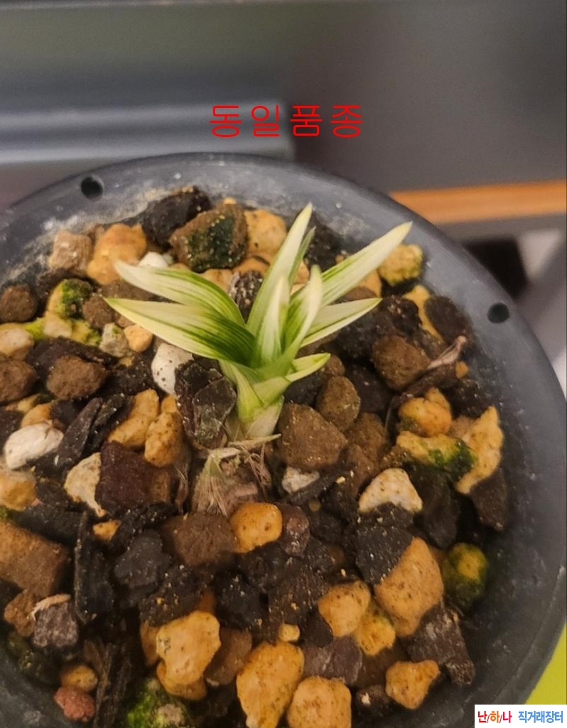 미금 동급
