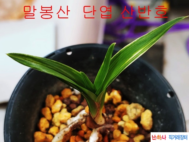단엽 산반호