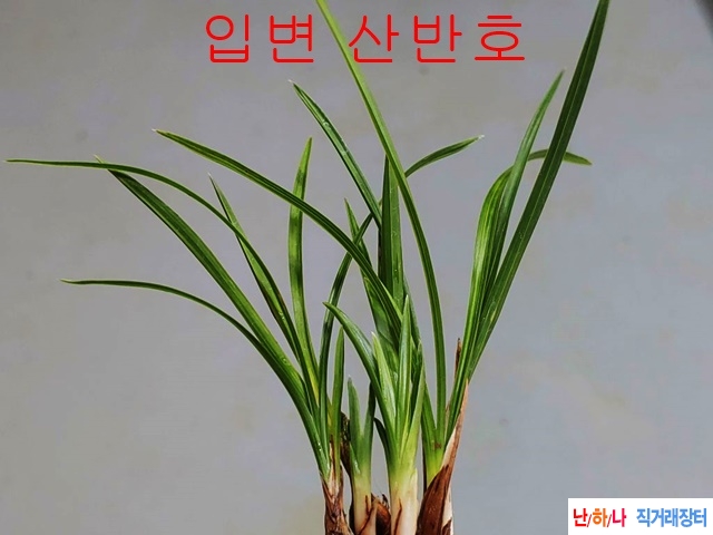 특가  산반호