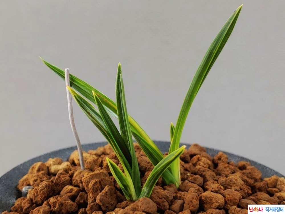 주말특가 특 산반단엽