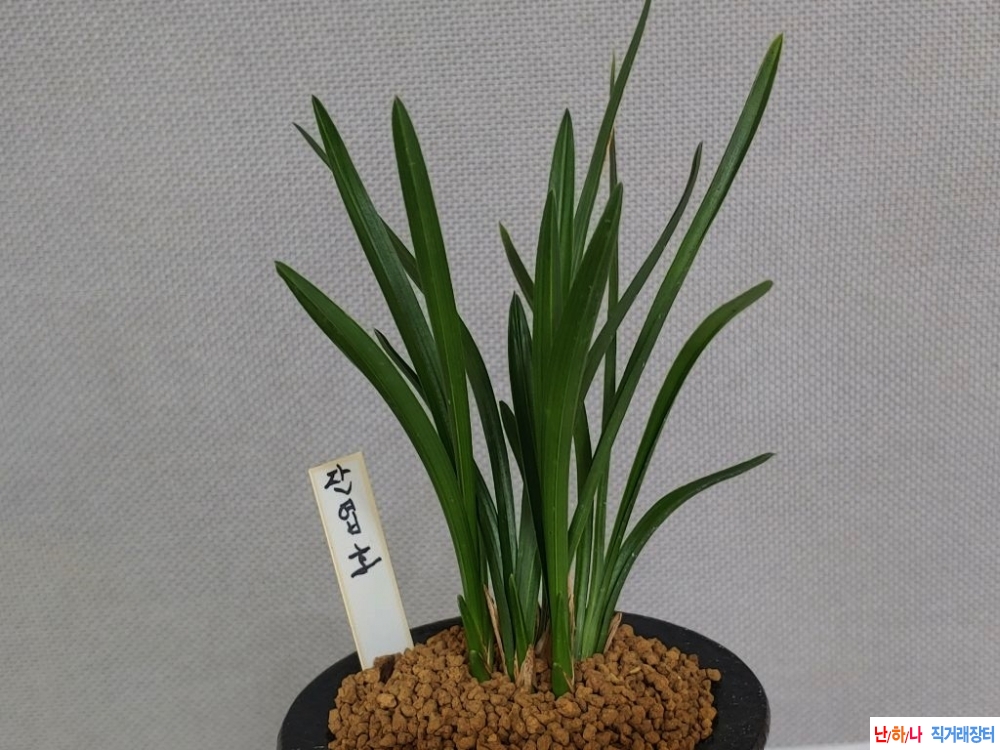 찬스 [연말특가]