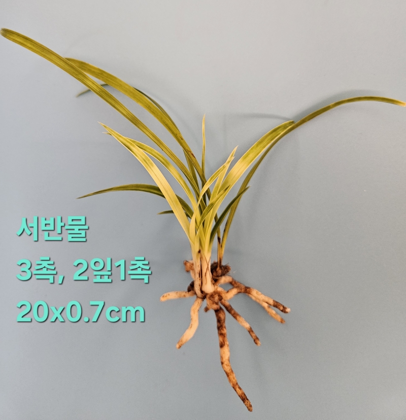 서반