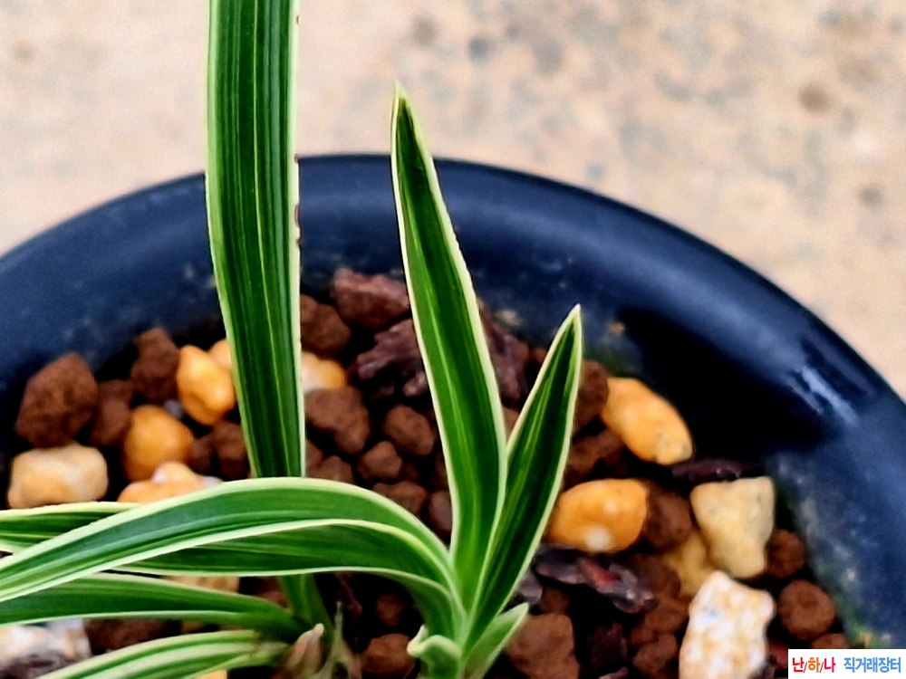 입변산반호복륜