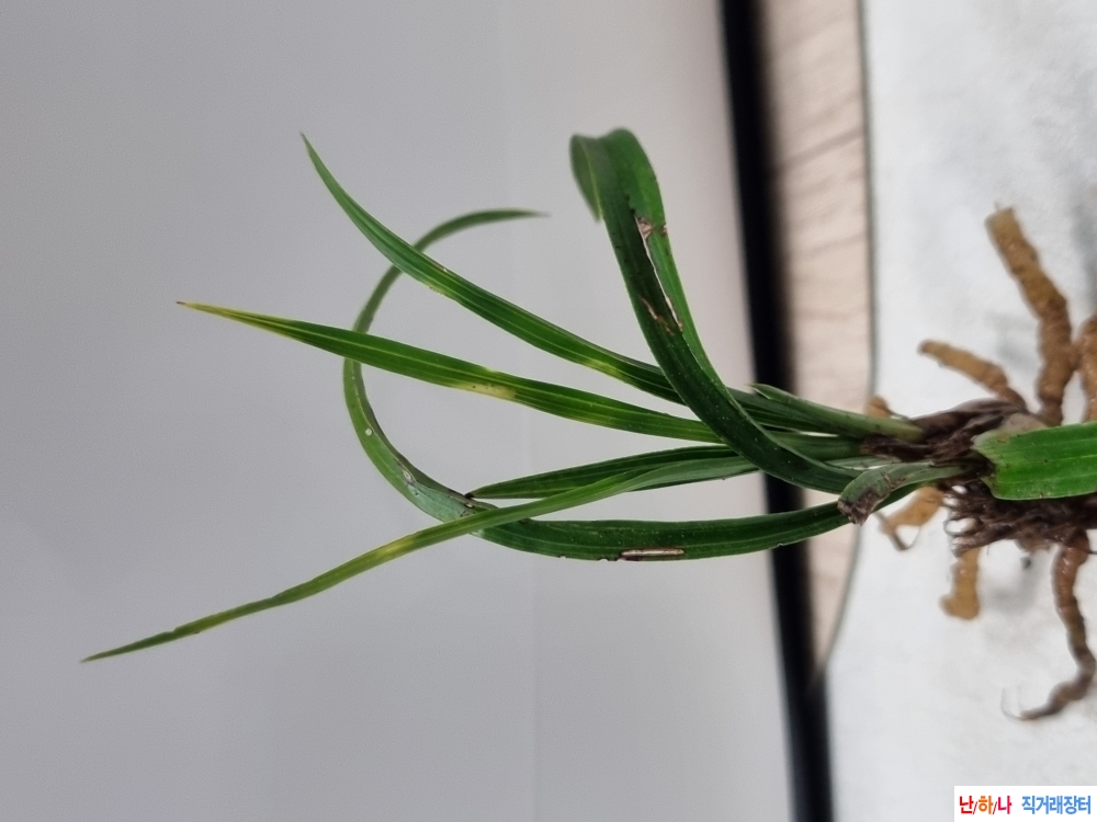 산채생강 후육입변황?