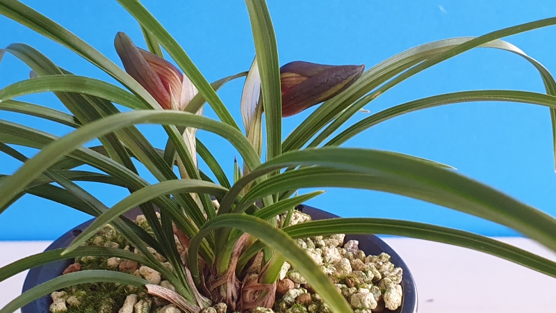 특이한 발색 자(산반복?