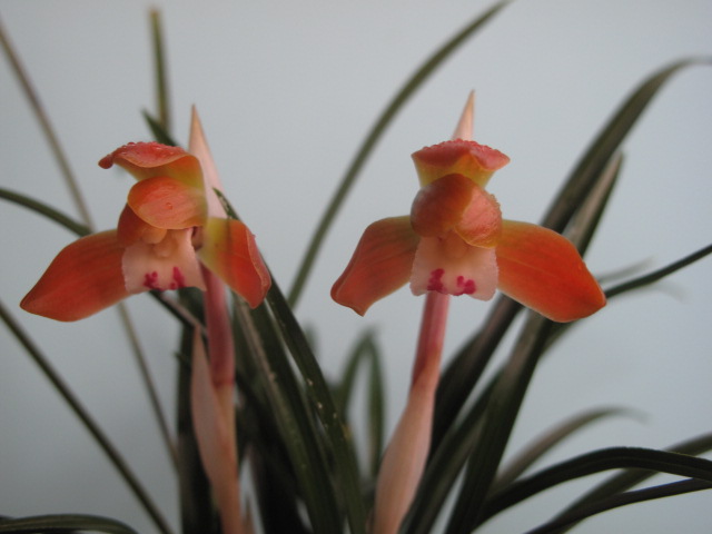 무명,,원판,,홍화,,꽃1